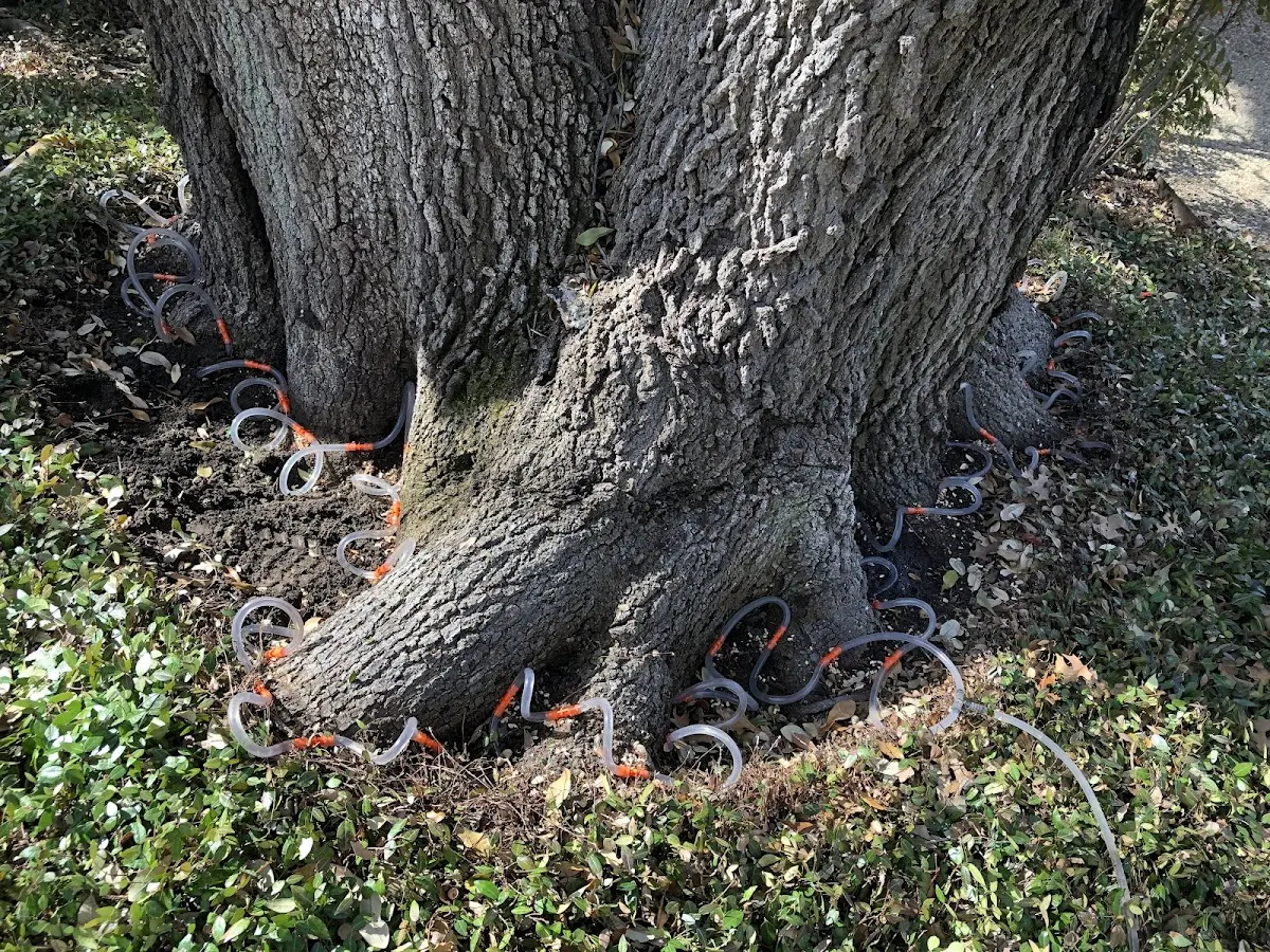 Detailed Tree Cabling and Bracing job site in Riverside